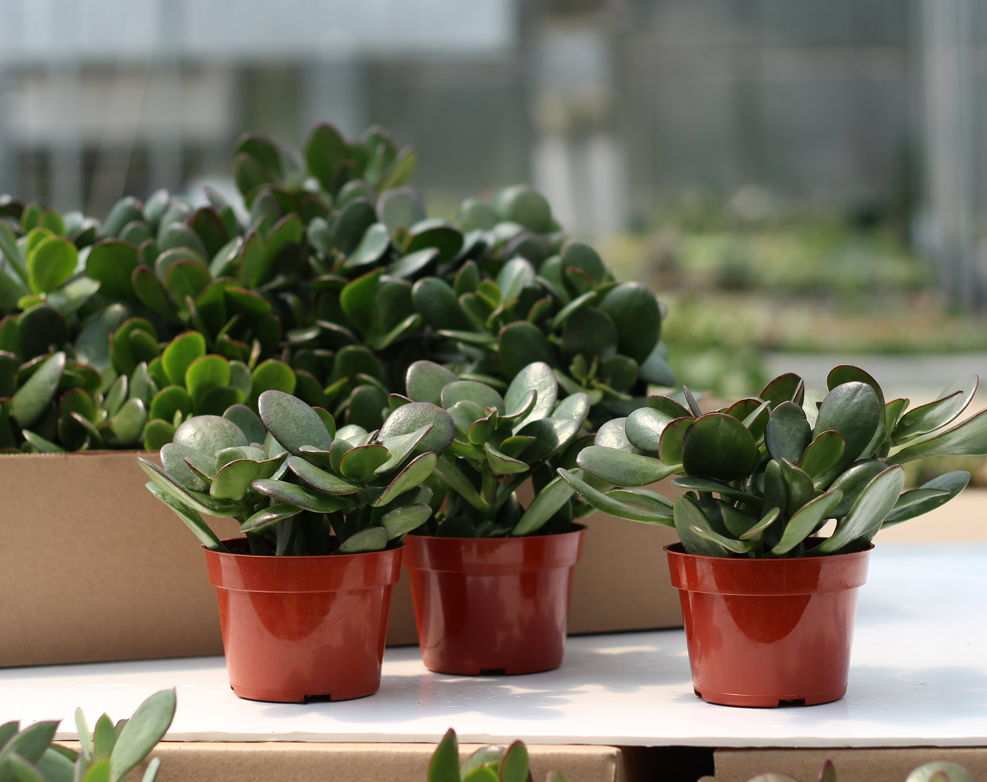 crassula ovata crassula ovata