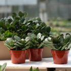 crassula minima
