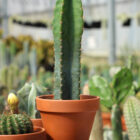 cereus assortis