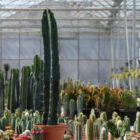 cereus assortis