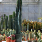 cereus assortis