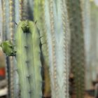 cereus assortis