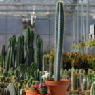 cereus assortis
