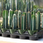 cereus assortis 4'' Le Cactus Fleuri