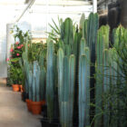 cereus assortis grands formats Le Cactus Fleuri