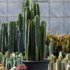 cereus assortis