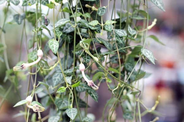 Ceropegia Woodii