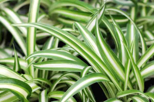 Chlorophytum Comosum