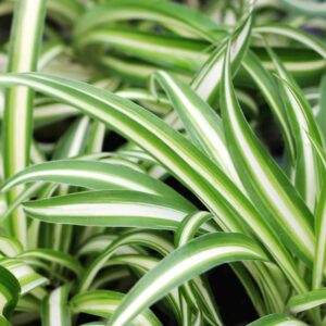 Chlorophytum Comosum