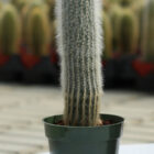 cleistocactus strausii