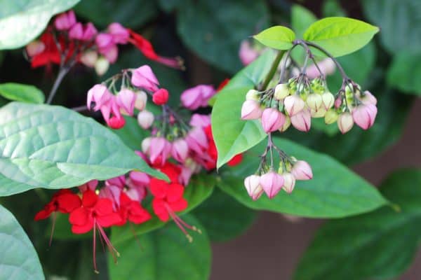 Clerodendron Splendens