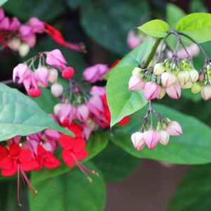 Clerodendron Splendens