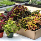 coleus assortis