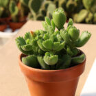 cotyledon tomentosa