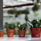 crassula minima