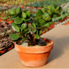 Crassula ovata bonzaï - Le Cactus Fleuri