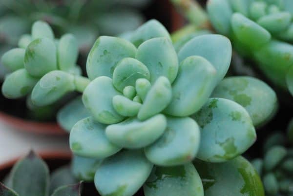 Sedum Clavatum