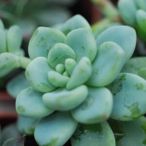 Sedum Clavatum