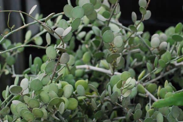 Xerosicyos Danguyi