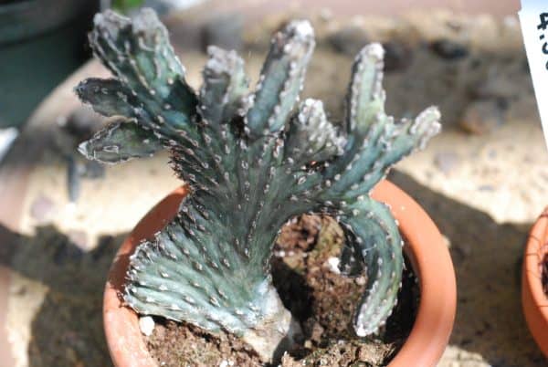 Monvillea Spegazzinii