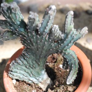 Monvillea Spegazzinii