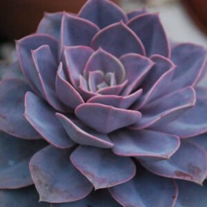 Echeveria Perle Von Nurnberg
