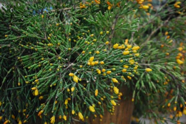 Hatiora salicornioides