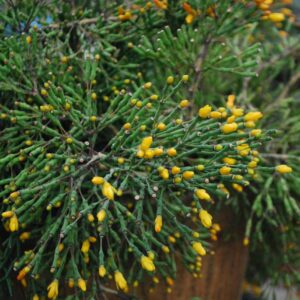 Hatiora salicornioides