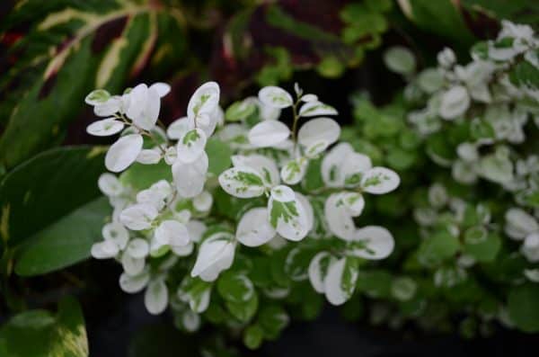 Breynia Disticha
