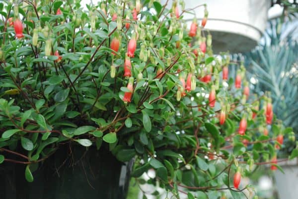 Kalanchoe Uniflora Freedom Bells