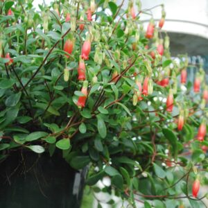Kalanchoe Uniflora Freedom Bells