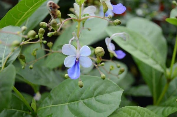 Clerodendron Ugadensis