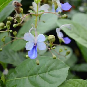 Clerodendron Ugadensis