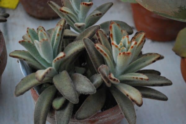 Kalanchoe Tomentosa Nigra