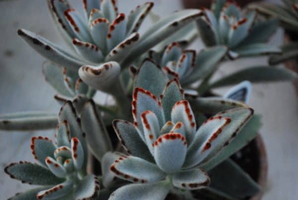 Kalanchoe Tomentosa