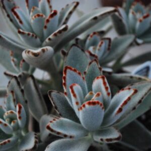 Kalanchoe Tomentosa