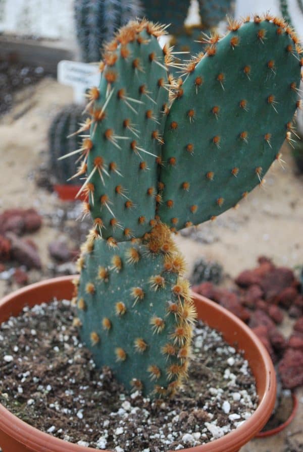 Opuntia Aciculata