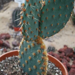 Opuntia Aciculata