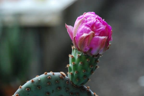 Opuntia Basilaris