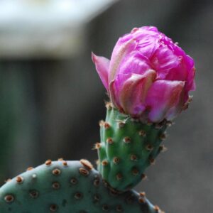 Opuntia Basilaris