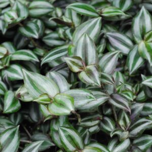 Tradescantia Zebrina