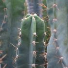 Cereus