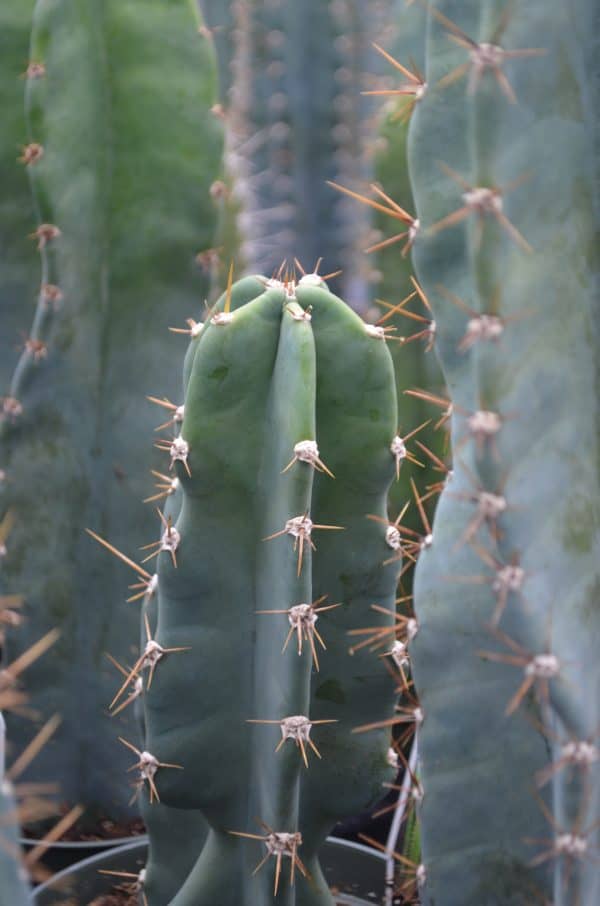 Cereus