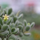 Cotyledon Tomentosa