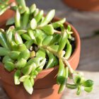 Anacampseros Rufescens