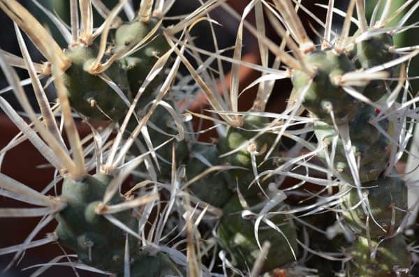 Opuntia Diademata