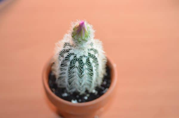 Echinocereus Reichenbachii