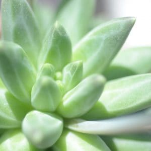 Pachyphytum Compactum