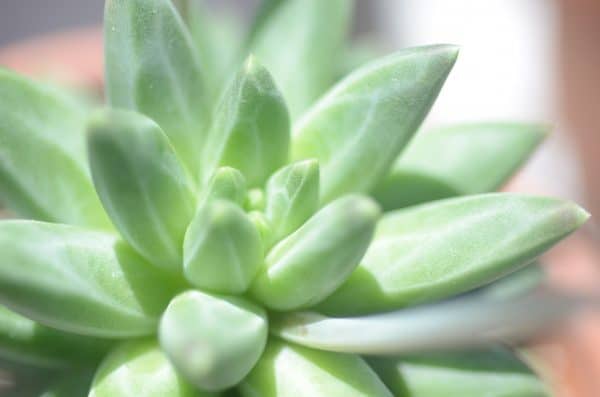 Pachyphytum Compactum