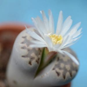 Lithops